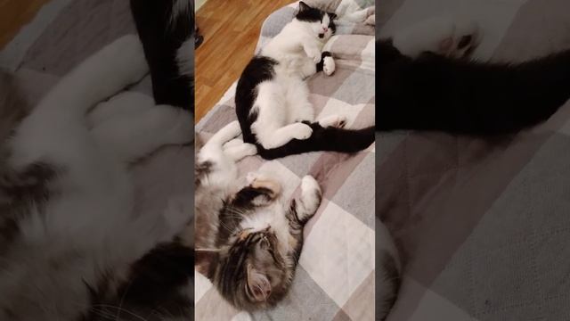 Алмазик дёргает лапой во сне.