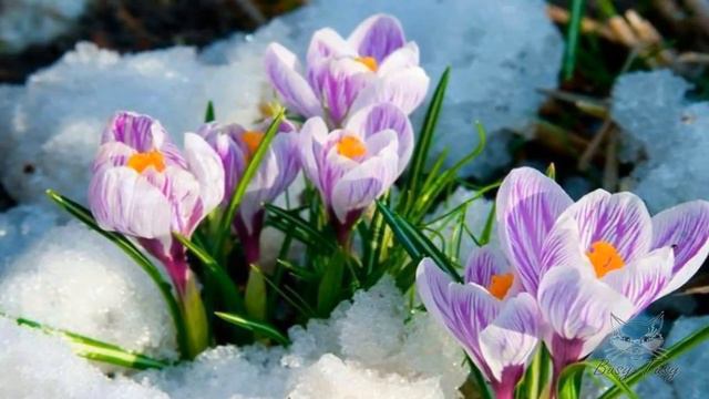 Пробуждение Первоцветы смотреть онлайн