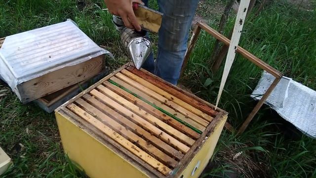 Вывод пчелиных маток.Простой способ для маленьких пасек,и начинающих пчеловодов.Часть 2 смотреть онлайн