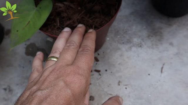 Apenas 1 Copo No Antúrio Faz Lotar De Tantas Flores. Dica De Substrato, Cultivo, Floração