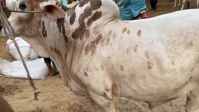 Teeno ka soda karlia lum sum me ???? soda challenge in mandi смотреть онлайн