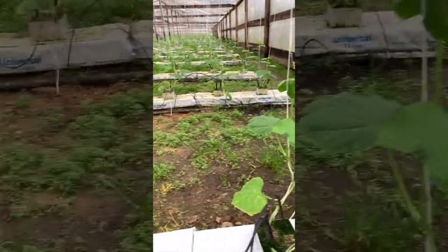 Делаем первый уход после посадки в первой теплице. Огурец Бьерн F1. смотреть онлайн