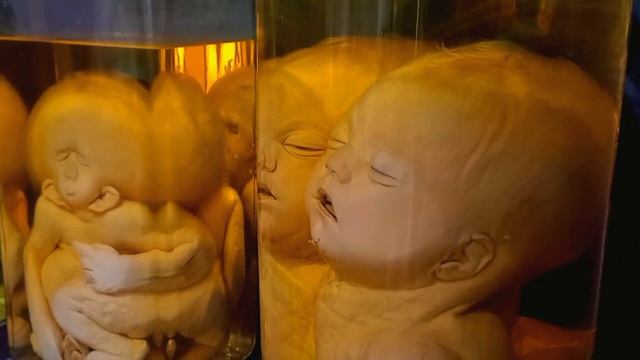 Кунсткамера. Экскурсия по музею. Тайны и история.