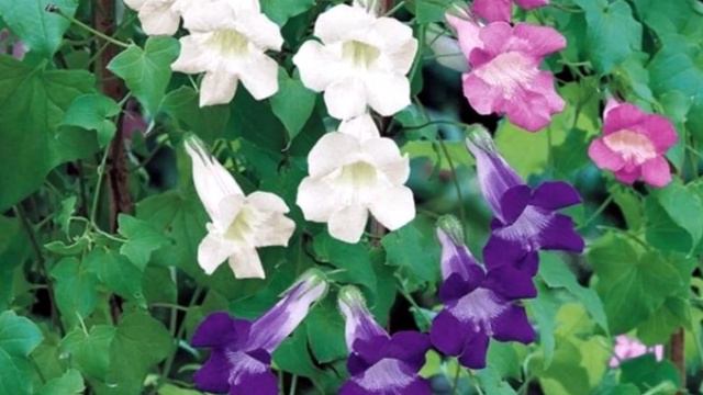 Семена цветов для вертикального озеленения. серия "Живая изгородь".Часть 1 смотреть онлайн