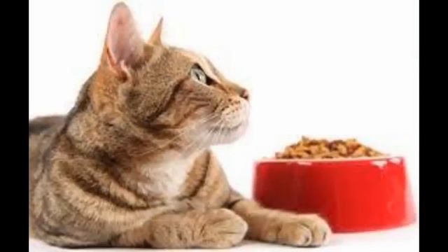 рейтинг кормов для кошек