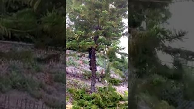 Star pine, Araucaria Heterophylla, removal #1, www.atreesurgeon.com, free estimates, tree removals смотреть онлайн