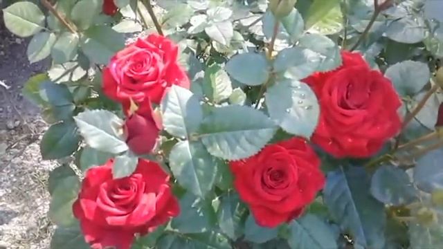 Уход за розами. Подкормки. смотреть онлайн