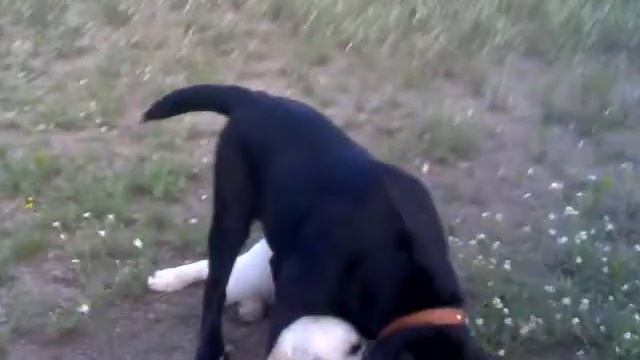 Голден ретривер и Лабрадор смотреть онлайн