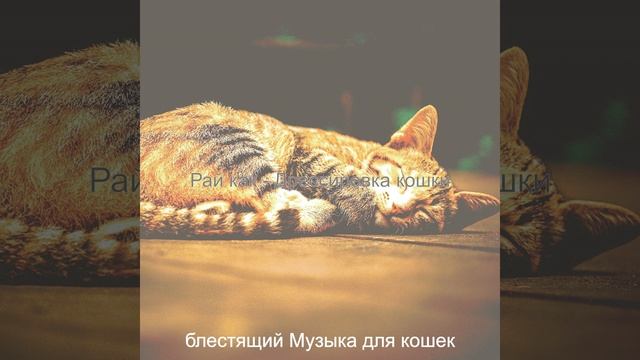 Впечатление (Спящие кошки)