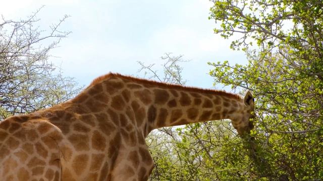 Calm Piano Music For Relaxation