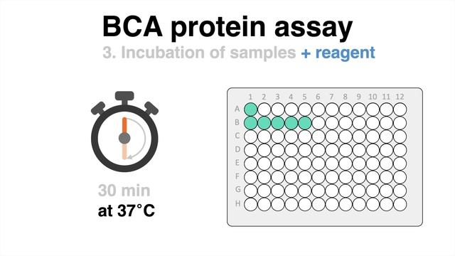 How To Determine The Protein Concentration With The BCA Protein Assay