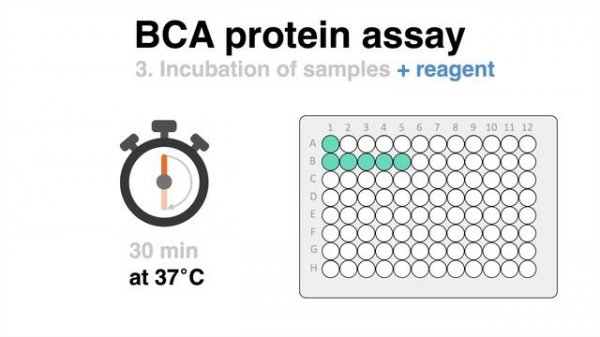 How to determine the protein concentration with the BCA Protein Assay