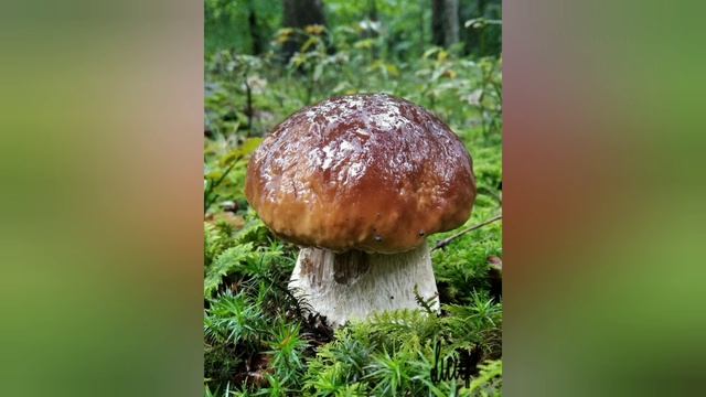 Величезні ШТРАФИ за збирання Грибів 2022. Заборона Ловити Рибу, збирання ягід і полювати! Гриби 202 смотреть онлайн