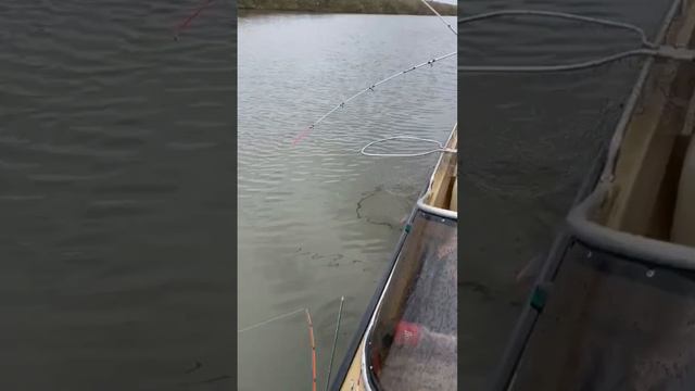 Вот это клёв!!! Это Астрахань, рыбалка на базе FISH-CLUB!#рыбалка_астрахань #fish_club смотреть онлайн