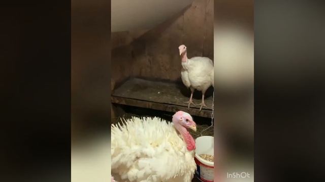 Индюки породы хайбрид конвертер из собственного яйца! смотреть онлайн