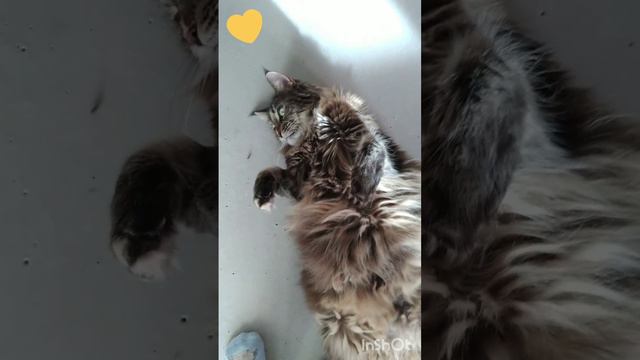 моя кошка смотреть онлайн