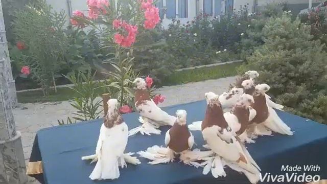 Узбекские голуби декоративные,короткоклювые капканчинни. смотреть онлайн
