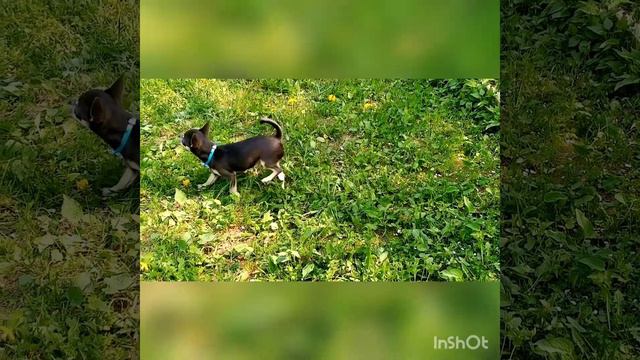 щенок чихуахуа Майбах смотреть онлайн