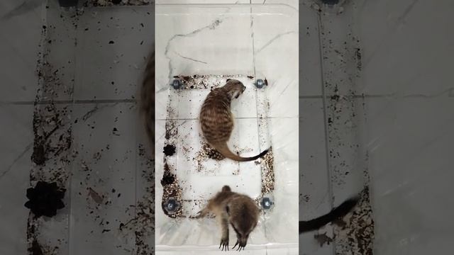 Сурикаты охота на сверчков. #сурикат #suricate #sorts смотреть онлайн