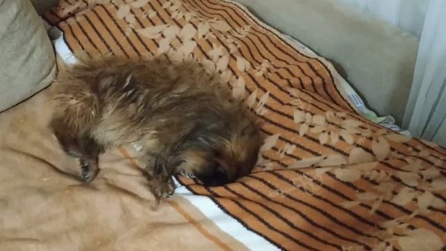 Пекинес Дендик Рязань помылся и сушится об шторы смотреть онлайн