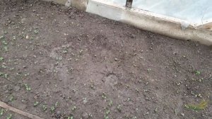 Редис в теплице,Стеллар,Селеста,Рудольф