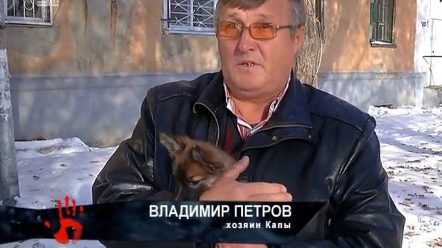 На трассе у автобусной остановки спасли семь щенков