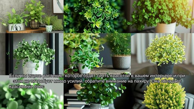 Подборка легких и неприхотливых растений для начинающих цветоводов смотреть онлайн