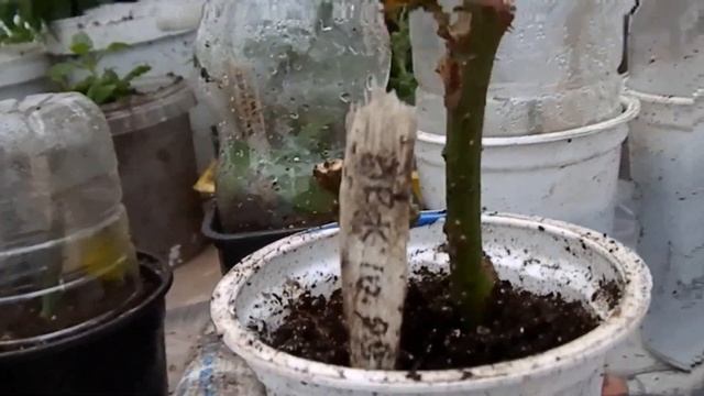 Как и где сохранить молодые черенки роз и других растений зимой смотреть онлайн