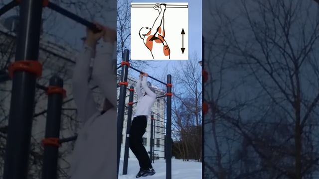 Какие мышцы работают при подтягиваниях нейтральным хватом. #подтягивания #турник смотреть онлайн