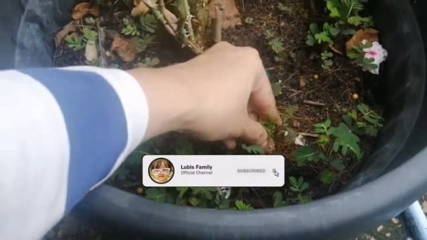 Kordes Jubilee Rose (Tim Herman Kordes, Germany, 2003)