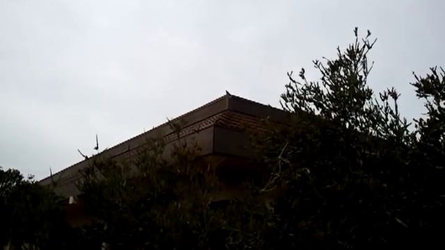 Northern Mockingbird (Многоголосый пересмешник) sings смотреть онлайн