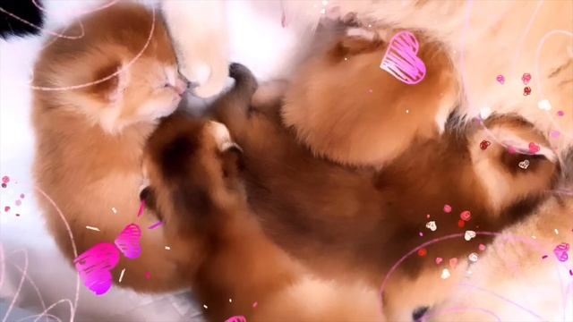 ?САМЫЕ КРАСИВЫЕ ЗОЛОТЫЕ КОШКИ ШИНШИЛЛЫ?GOLDENKITTENS GERMANY?