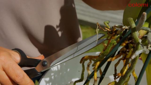 Colomi Orchideengranulat / Substrat für Orchideen смотреть онлайн