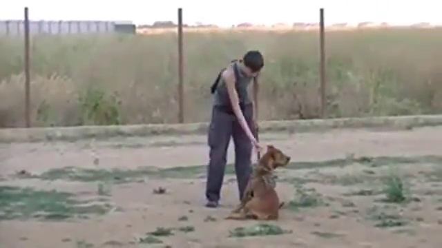 Сдача ОКД Профессиональная дрессировка собак Одесса пос Котовского т смотреть онлайн