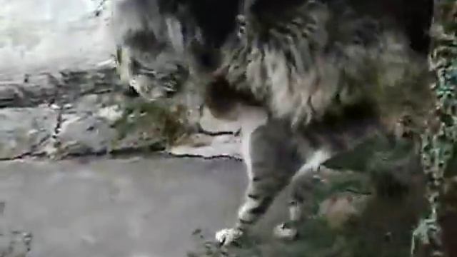 Зачатие КотоПса смотреть онлайн