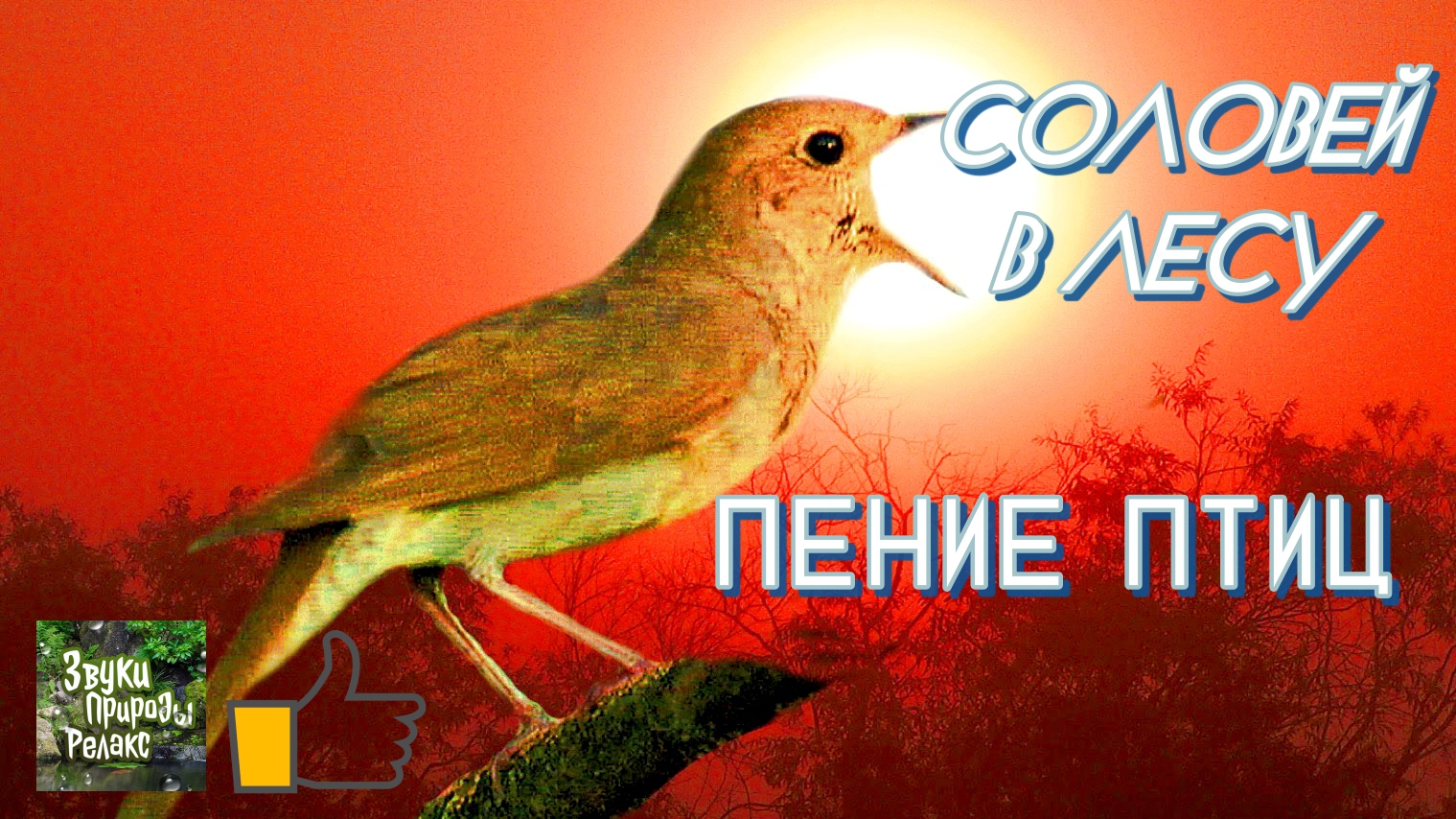 Соловей В Лесу Звуки природы Пение птиц смотреть онлайн