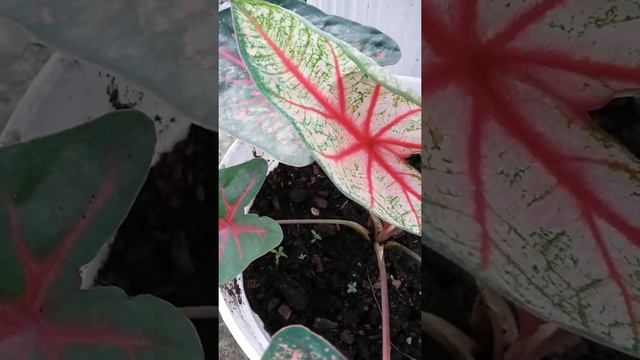 KELADI DAUN MERAH смотреть онлайн