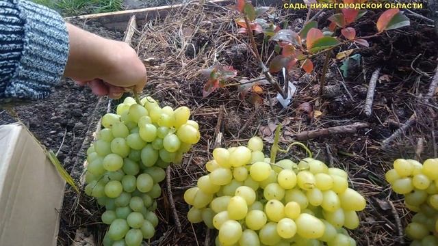 ВИНОГРАД АВГУСТИН.Плюсы и минусы данного сорта винограда смотреть онлайн