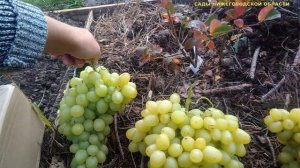 ВИНОГРАД АВГУСТИН.Плюсы и минусы данного сорта винограда