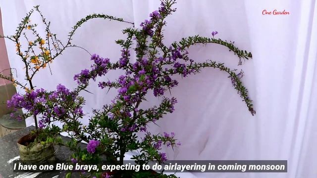 Desmodium, yellow braya, my new collection, blue braya grow and care,desmodium potting soil, Part 2 смотреть онлайн