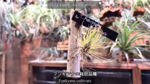 2021年10月30日【チランジア】育成中のTillandsia　フンキアナ紹介！VOL.13　Introducing Tillandsia Funckiana growing in my room