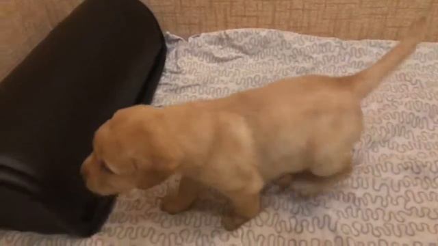 Лабрадор ретривер для сайта авито смотреть онлайн