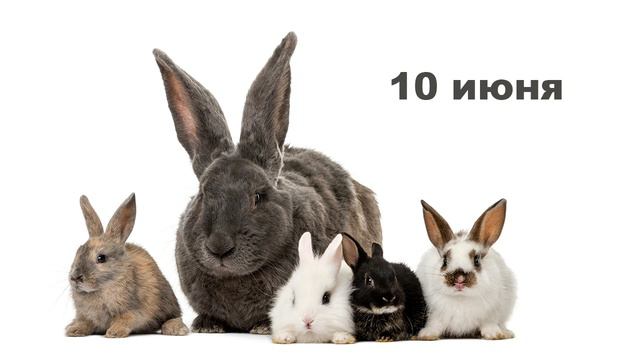 Важное дело | Усатые, пернатые и хвостатые смотреть онлайн