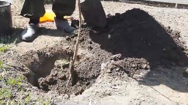 Посадка абрикоса сорт краснощекий.planting apricot sortstrategy смотреть онлайн