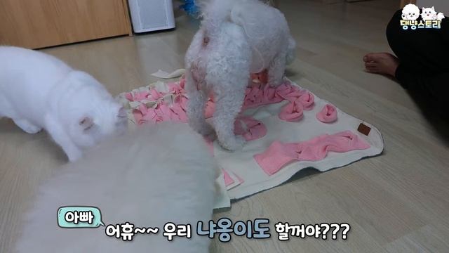 엄마와 자식들이 함께하는 킁킁 노즈워크 간식 찾기 смотреть онлайн