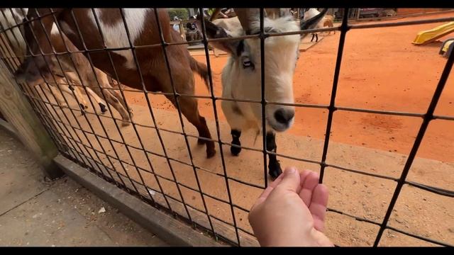 Surviving 24 Hours Surrounded by Alligators смотреть онлайн