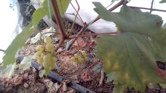 Виноград сорт Платовский мускатный (тип Цитронного магарач) смотреть онлайн