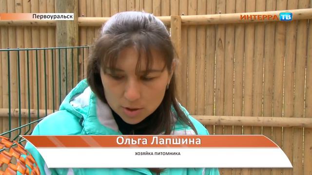 Щенки хаски 28 04 16 смотреть онлайн