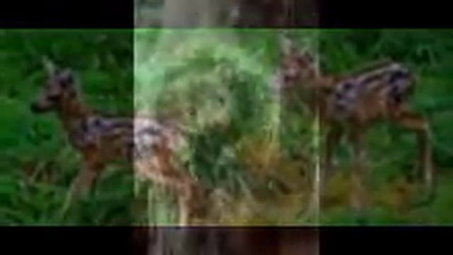 Дикие животные Карпат смотреть онлайн