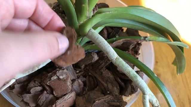 Vanda. Моя покупка на выставке в Бристоль смотреть онлайн